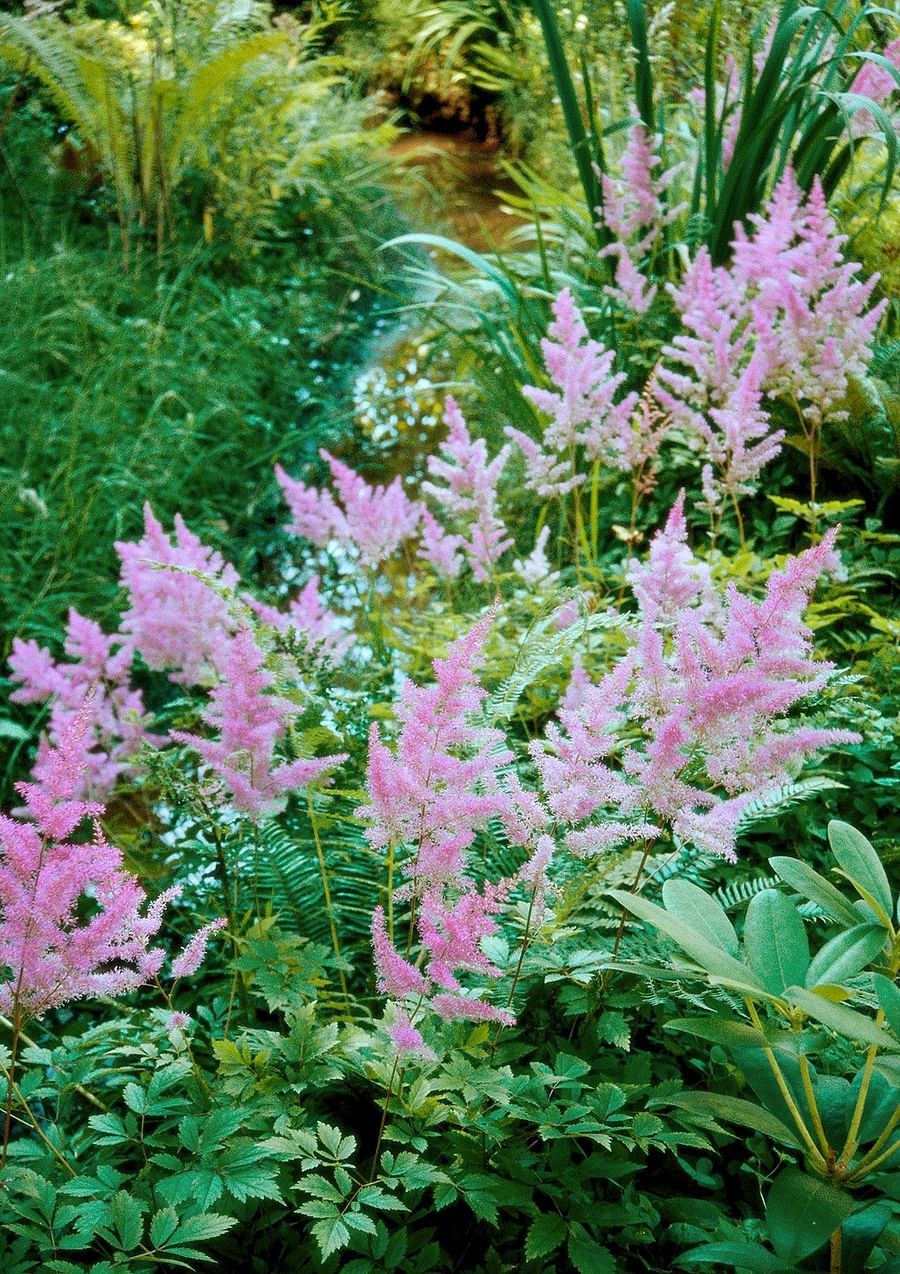Astilbe plant blooming beautifully in partial shade