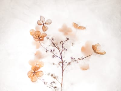 Dabble in the Unique: Platycodon and other Unexpected Perennials for Your Garden