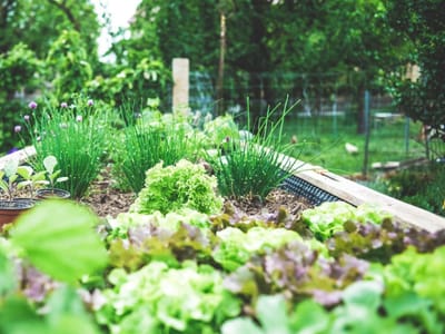 Designing a Perennial Landscape: Incorporating Basil and Other Herbs into Your Garden