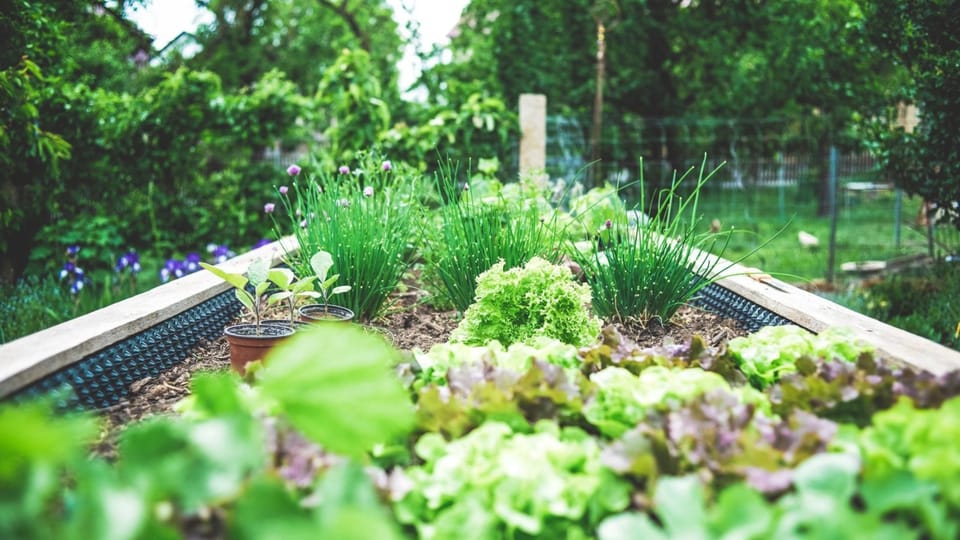 Designing a Perennial Landscape: Incorporating Basil and Other Herbs into Your Garden