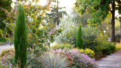 Discover the Fast Growing Perennials to Add Instant Impact to Your Garden