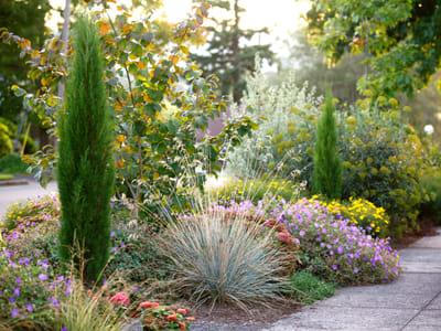 Discover the Fast Growing Perennials to Add Instant Impact to Your Garden