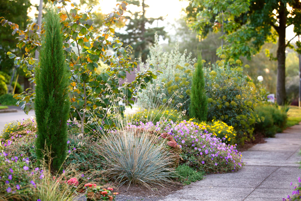 Discover the Fast Growing Perennials to Add Instant Impact to Your Garden