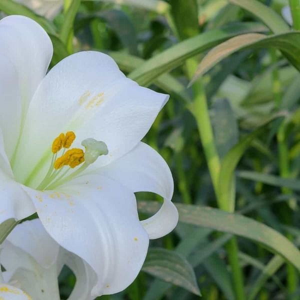 Easter Lilies Unveiled: Understanding the True Nature of this Springtime Classic