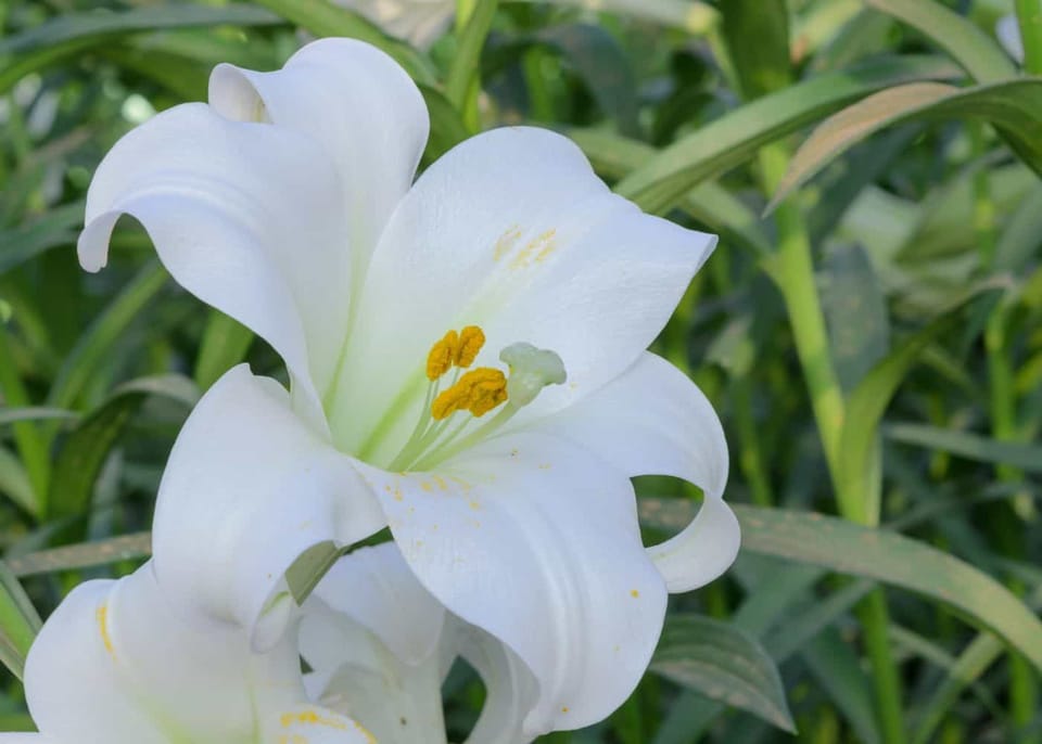Easter Lilies Unveiled: Understanding the True Nature of this Springtime Classic