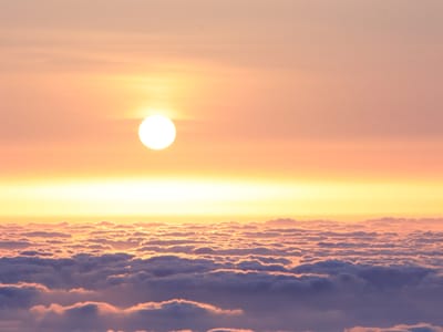 Easy to Grow Perennials: Your Solution for a No-Fuss, Flourishing Garden