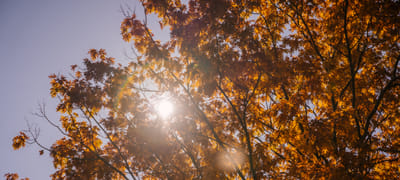 Perennial Plants for Specific Uses