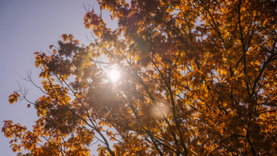 Fall Foliage: Perennials for Autumn Color and Interest in Your Garden