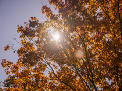 Fall Foliage: Perennials for Autumn Color and Interest in Your Garden