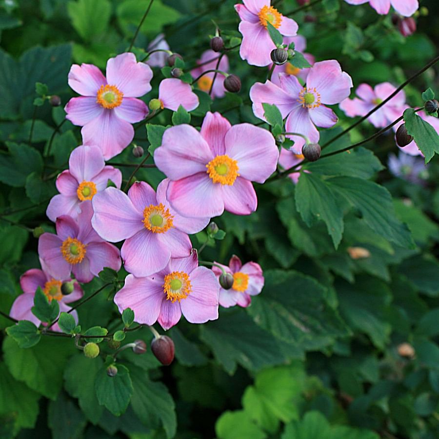 Japanese Anemone plant in full bloom during autumn