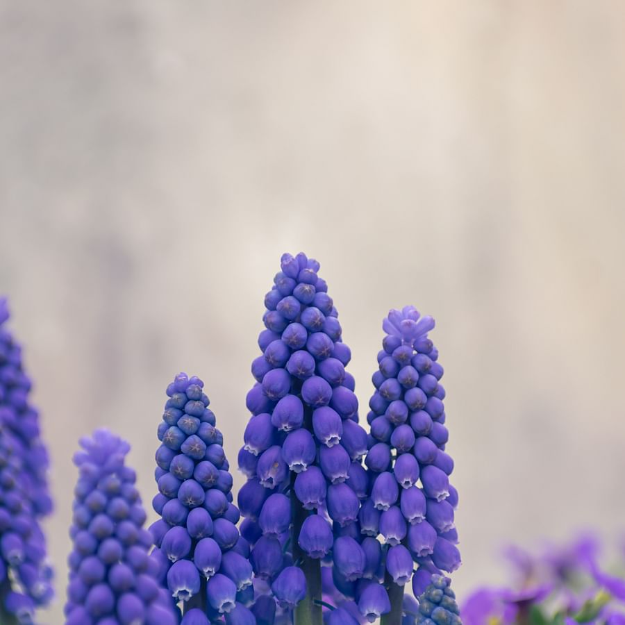Lush garden filled with vibrant perennial flowers