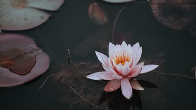 Growing Fast and Beautiful: The Best Fast Growing Perennial Plants for Instant Garden Transformation