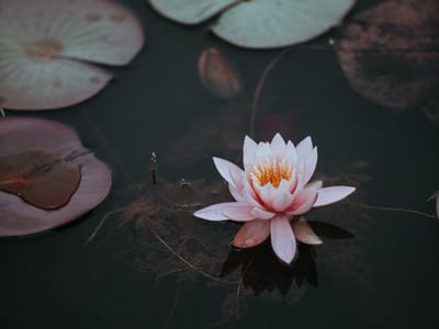 Growing Fast and Beautiful: The Best Fast Growing Perennial Plants for Instant Garden Transformation