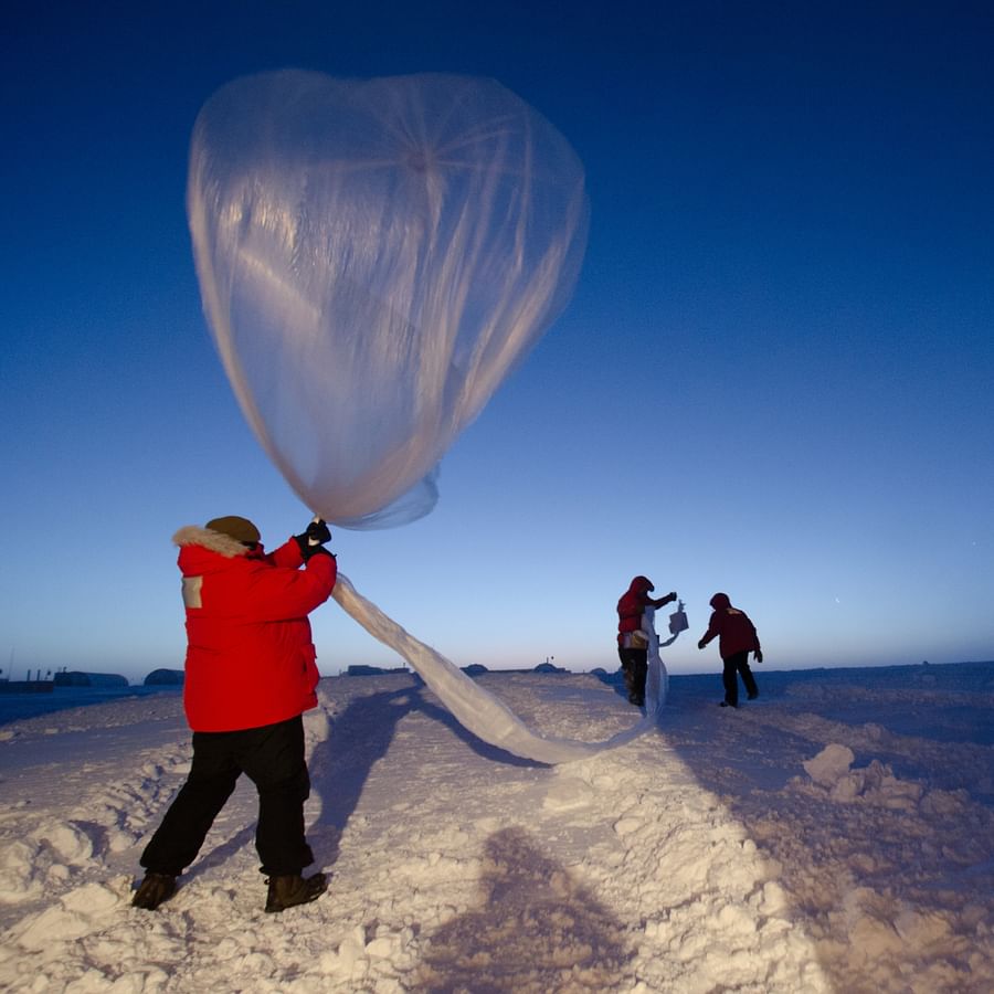Hardy perennial flowers thriving in harsh weather conditions