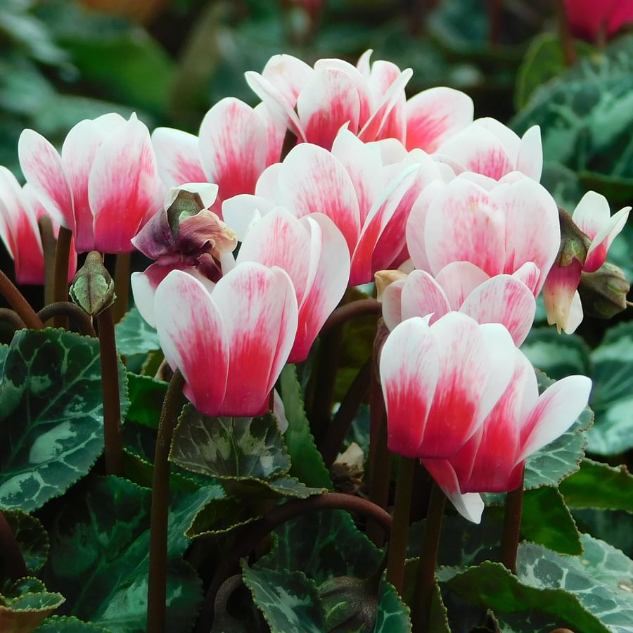 Vibrant garden filled with a variety of hardy perennial flowers