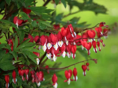 How to Divide a Bleeding Heart: Step-by-Step Instructions for a Healthy and Prolific Plant