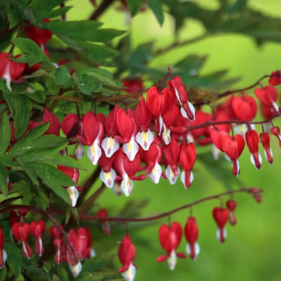 How to Divide a Bleeding Heart: Step-by-Step Instructions for a Healthy and Prolific Plant