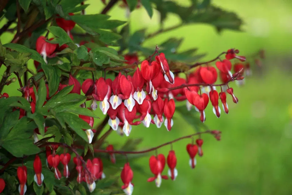 How to Divide a Bleeding Heart: Step-by-Step Instructions for a Healthy and Prolific Plant