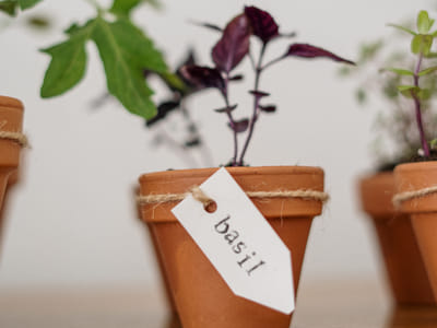 Is Basil a Perennial or an Annual? Debunking the Myths and Clarifying the Facts