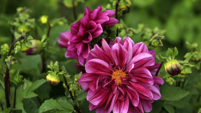 Long Blooming Perennials: Enjoy a Colorful Display throughout the Season