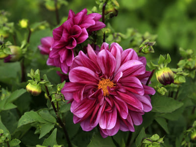 Long Blooming Perennials: Enjoy a Colorful Display throughout the Season