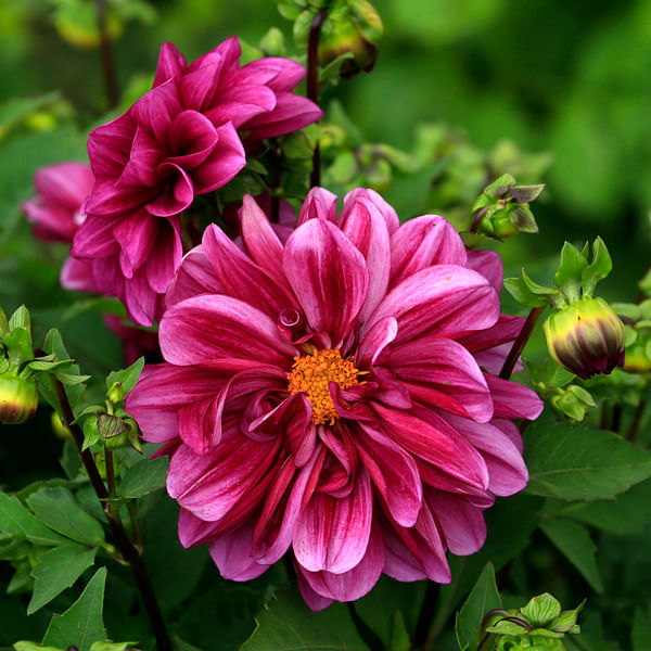 Long Blooming Perennials: Enjoy a Colorful Display throughout the Season