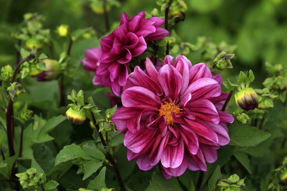 Long Blooming Perennials: Enjoy a Colorful Display throughout the Season