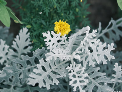 Long-Lived Perennials: Plant Once, Enjoy for Years to Come