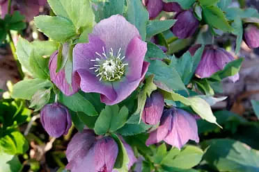 A variety of top perennial plants for succession planting including Asters and Hellebores