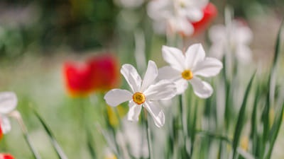 Mastering Perennial Succession Planting: Ensuring Constant Blooms and Colors in Your Garden