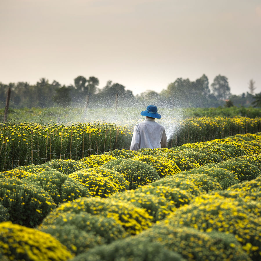 Gardener caring for perennial ground cover plants in a garden