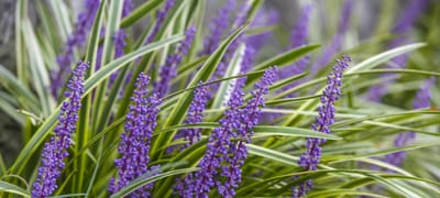 Perennial Ground Cover Plants