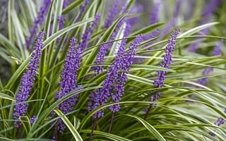 Perennial Ground Cover Plants: The Best Choices for a Low-Maintenance and Attractive Landscape
