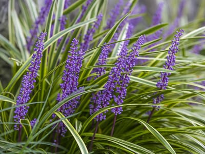 Perennial Ground Cover Plants: The Best Choices for a Low-Maintenance and Attractive Landscape