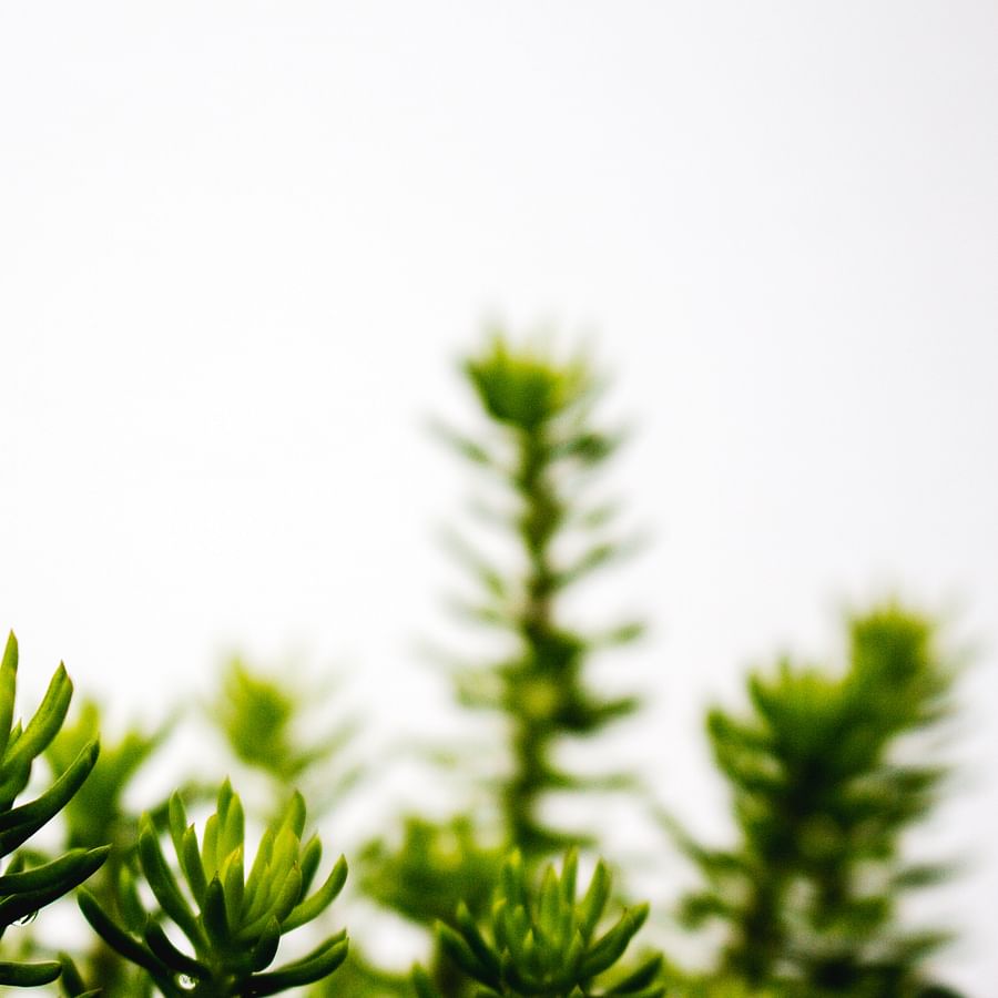 Gardener\'s hands planting a perennial ground cover plant into the garden soil