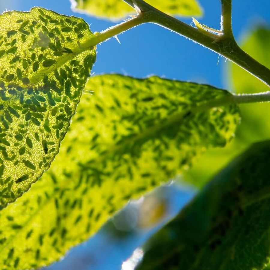 Perennial ground cover plant with leaf spots showing signs of pest damage and the solution of using organic pest control