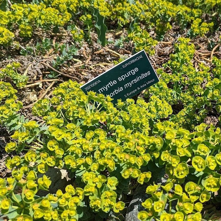 Creeping Thyme, Sweet Woodruff, and Japanese Spurge growing in different garden conditions