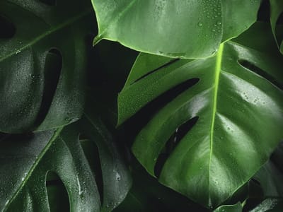 Perennial Plant Care Tips: A Season-by-Season Guide to Keeping Your Garden Thriving