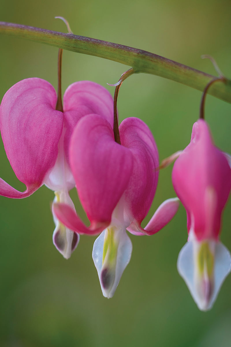 Bleeding Heart in bloom
