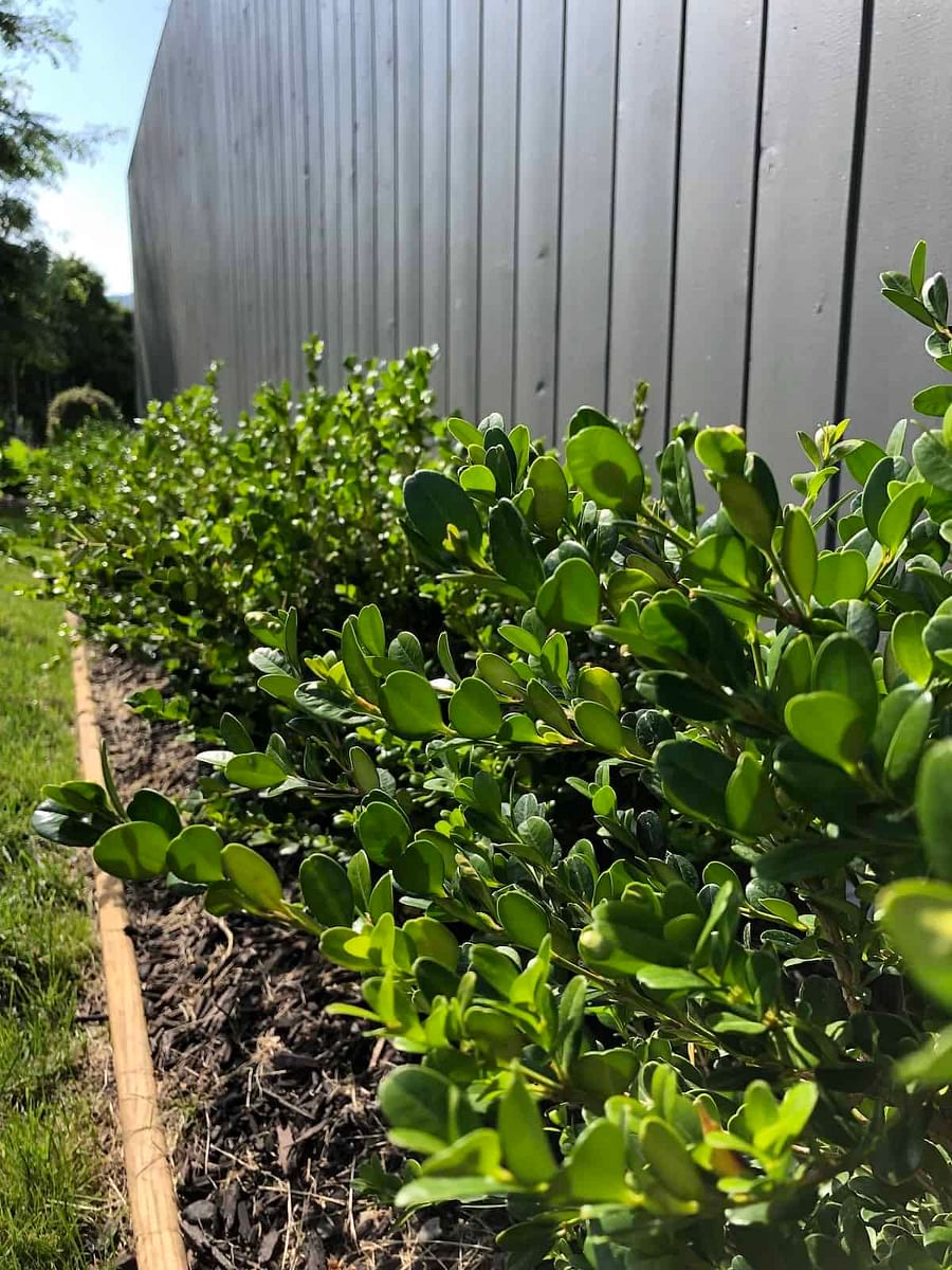 Dwarf Boxwood, a small perennial shrub with glossy leaves