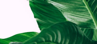 Perennial Plants for Wildlife