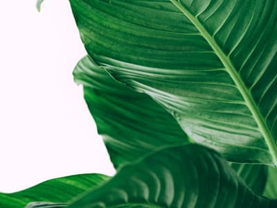 Perennials for Wildlife Habitat Gardens: Supporting Birds, Insects, and Mammals with Native Plant Selections