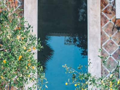 Pollinator Paradise: Designing a Perennial Garden to Attract Bees, Butterflies, and Hummingbirds