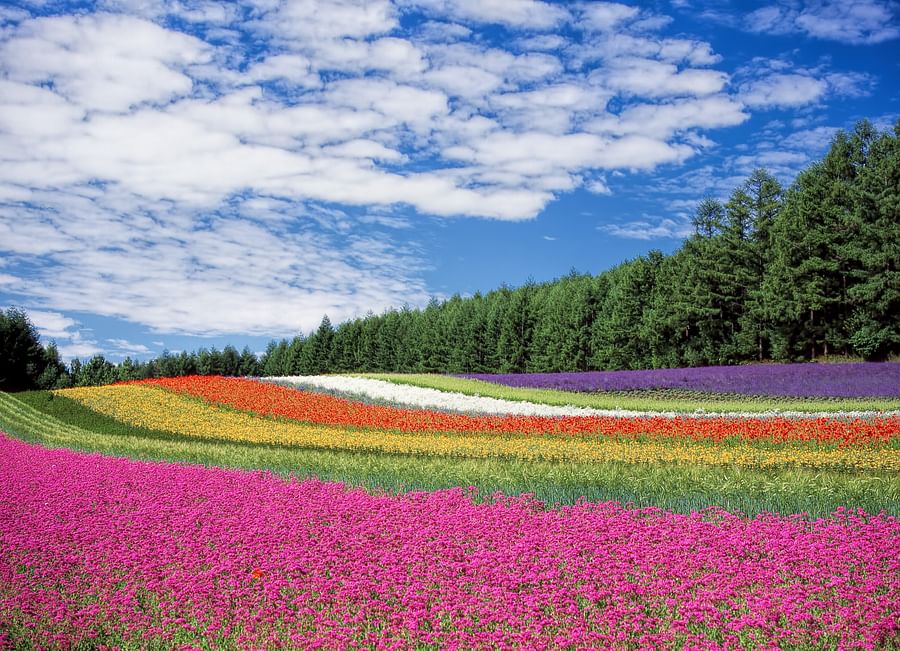 A colorful perennial garden filled with flowers that attract pollinators throughout the year