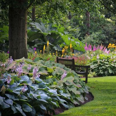 Small Garden Wonders: Top Perennial Plants for Limited Space Landscapes