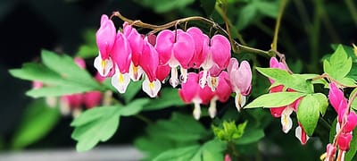 Perennial Plant Care Tips