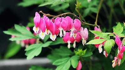 The Art of Transplanting Bleeding Hearts: When and How to Successfully Relocate