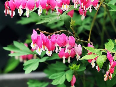 The Art of Transplanting Bleeding Hearts: When and How to Successfully Relocate