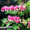 The Art of Transplanting Bleeding Hearts: When and How to Successfully Relocate