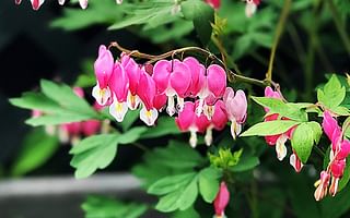 The Art of Transplanting Bleeding Hearts: When and How to Successfully Relocate